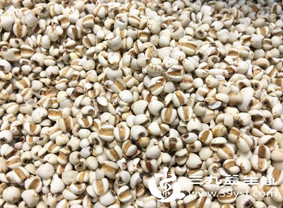 薏米中的蛋白质和矿物质可参与乳汁成分合成,尤其适合搭配猪蹄、排骨等食材煲汤,增强营养互补效果 薏米中的蛋白质和矿物质可参与乳汁成分合成,尤其适合搭配猪蹄、排骨等食材煲汤,增强营养互补效果