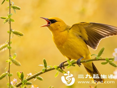 黄鹂鸟感受到春的气息,在枝头鸣叫,悦耳动听 黄鹂鸟感受到春的气息,在枝头鸣叫,悦耳动听