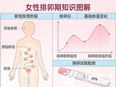 正常排卵性月经提示女性具备生育能力（在排卵期同房可能受孕）