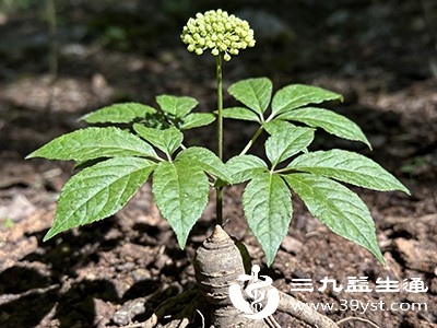 孕妇禁用野三七，因其活血化瘀作用可能导致胎动不安