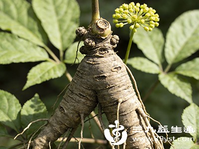 野三七功效多面观 作用精准助健康使用需谨慎