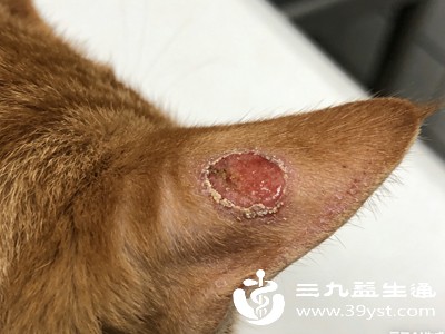 从撸猫到长癣，只隔800元？女生养宠健康干货速码