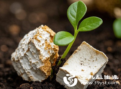 茯苓可煎服，用量一般为10-15克。也可入丸、散剂，或作为食材用于食疗，如茯苓粥、茯苓饼等