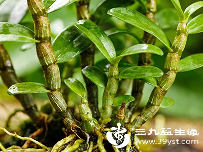 石斛的功效与作用 传统智慧与现代科学的双重印证