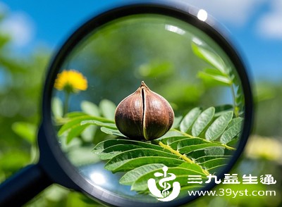 辣木籽不是“神药” 长期吃有这些副作用 特殊人群别碰