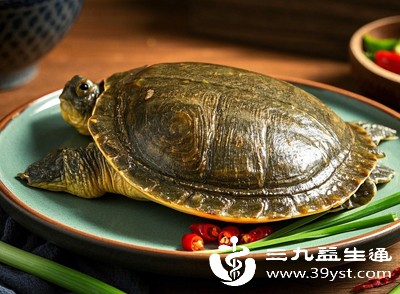甲鱼 甲鱼