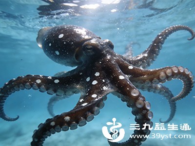 墨鱼喷的墨能吃吗 成分无毒可入菜 常见吃法大盘点