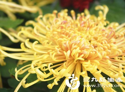 想泡黑枸杞菊花饮 先看这篇 告诉你能否同泡及实用小技巧