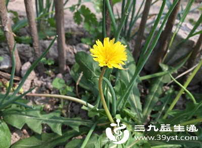 想让蒲公英泡水更好 试试这些搭配 口感功效都在线