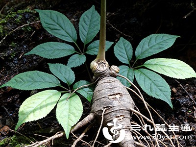 田七叶子不只是药材 吃法多样 这些人群却碰不得