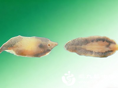 姜片虫是水里的一种常见寄生虫