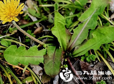 蒲公英的嫩叶也属于寒凉性,适量食用能清热利湿、消肿散结 蒲公英的嫩叶也属于寒凉性,适量食用能清热利湿、消肿散结