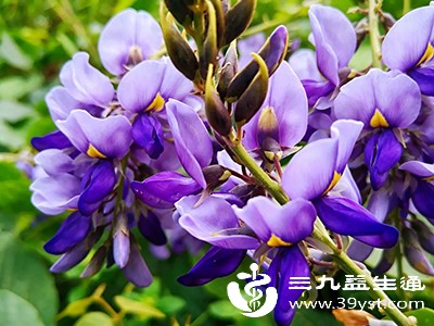 葛花中含有维生素、矿物质及多种氨基酸