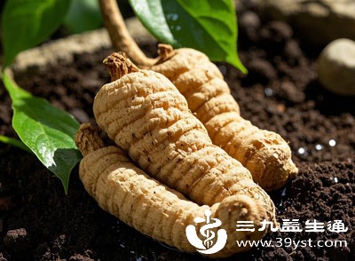 天麻虽有诸多好处，但需控制食用量