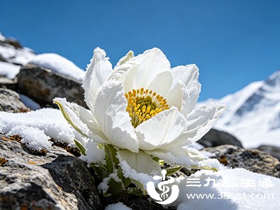 想了解雪莲花的作用与功效 从营养到应用 这篇结构化科普讲透了