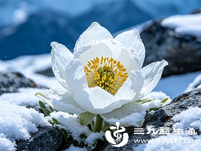 雪莲花富含黄酮类、多糖类、生物碱等活性物质