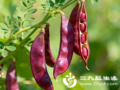 不起眼的小扁豆藏大能量 这些功效与作用你该知道
