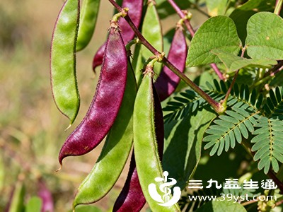 小扁豆膳食纤维含量高,过量食用可能会增加肠胃负担 小扁豆膳食纤维含量高,过量食用可能会增加肠胃负担