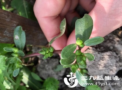 马齿苋是常见野菜，性凉，可清热解毒、凉血止血