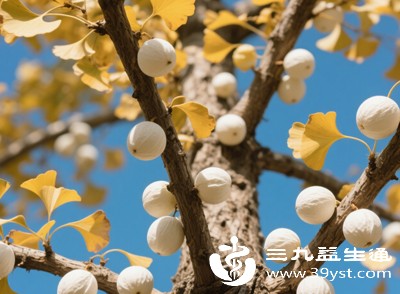 生白果 生白果