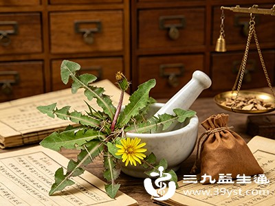 婆婆丁泡水降火不是人人适宜 这些误区你中了吗