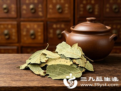 绿化带里的冬青叶藏惊喜 4大作用+3个注意事项要知道