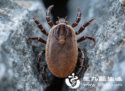 若蜱虫携带细菌、病毒等病原体，叮咬后除局部症状外，还可能在数小时至数天内出现全身症状
