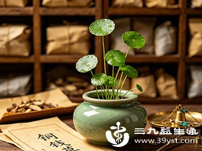 铜钱草性凉