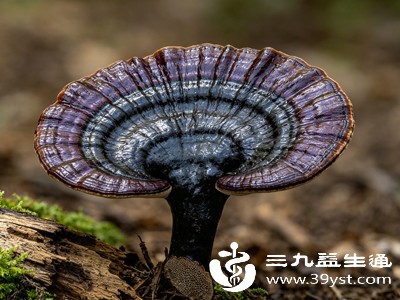 紫灵芝可以双向调节人体气血，疏通全身经络微循环，补气而不燥热、活血而不破血