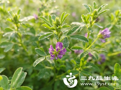 原来紫花苜蓿这么好 功效全吃法多 家家户户都能备