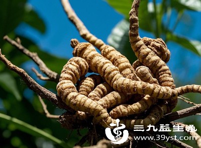 新鲜天麻洗净表面泥土后，用刀削去外皮，再切成薄片或细丝