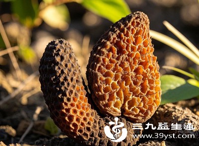 被称“沙漠人参”的肉苁蓉 4大功能要知道 食用禁忌别忽视