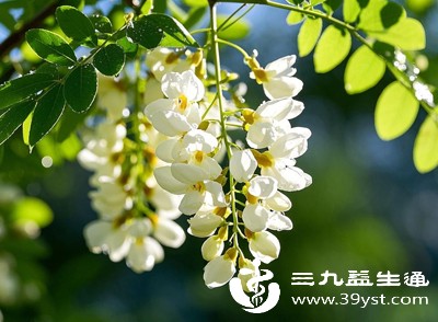 新鲜洋槐花采摘后需用清水多次冲洗,去除杂质和可能的虫卵 新鲜洋槐花采摘后需用清水多次冲洗,去除杂质和可能的虫卵