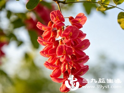 颜值超高的红洋槐花有这么多养生价值 吃法禁忌看完直接照做