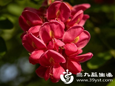 没时间复杂烹饪,也可以用红洋槐花泡水喝 没时间复杂烹饪,也可以用红洋槐花泡水喝
