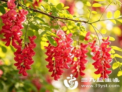 红洋槐花虽好,但不能过量食用 红洋槐花虽好,但不能过量食用