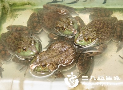 先将牛蛙宰杀干净,彻底去除内脏、表皮和爪子,然后用流动的清水反复冲洗,尤其是牛蛙的表皮褶皱处和关节部位,要反复揉搓洗净,避免残留杂质和寄生虫卵 先将牛蛙宰杀干净,彻底去除内脏、表皮和爪子,然后用流动的清水反复冲洗,尤其是牛蛙的表皮褶皱处和关节部位,要反复揉搓洗净,避免残留杂质和寄生虫卵