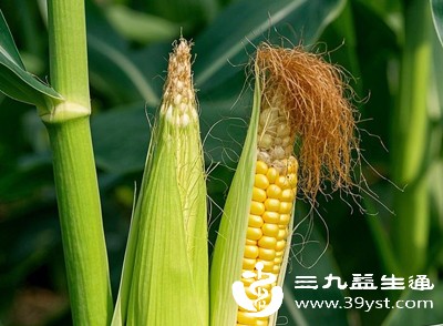 很多人觉得玉米热量低,就无节制地吃,甚至一天吃3-4根 很多人觉得玉米热量低,就无节制地吃,甚至一天吃3-4根