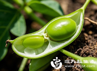 建议每次食用量控制在50-100克，约一小碗，既能享受蚕豆的营养和口感，又能避免过量摄入带来的负担，同时搭配其他蔬菜、主食，保证饮食均衡