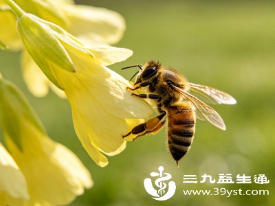 误区警示 蜜蜂刺不会自己消失 残留体内竟有这些风险