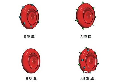 血型遗传大揭秘 A妈B爸的孩子居然可能是这四种血型