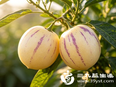 人参果在食用时需注意控制量,并充分咀嚼,以减轻消化压力 人参果在食用时需注意控制量,并充分咀嚼,以减轻消化压力