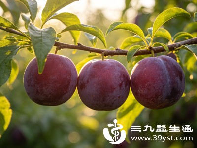 李子富含维生素C、维生素E、胡萝卜素以及钾、镁、铁等多种矿物质，同时含有丰富的膳食纤维和有机酸