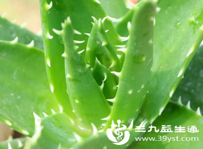 芦荟属于百合科植物，若本身对百合、洋葱、大蒜等百合科植物存在过敏史，接触鲜芦荟后发生过敏的概率极高