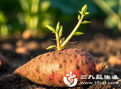 发芽后会长出藤蔓，但不会像土豆一样产生毒素，可以正常食用