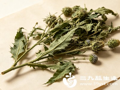 小蓟是什么 凉血止血的传统草本还有这些隐藏功效