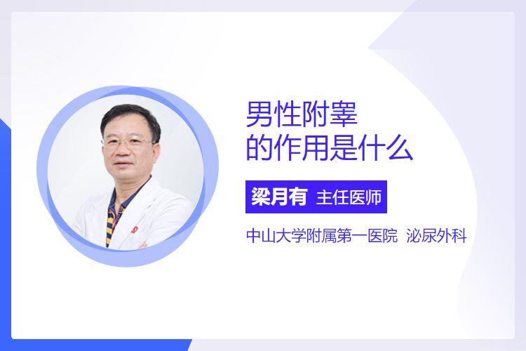 男性附睾的作用是什么