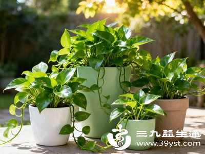 可在室内摆放绿萝、吊兰等绿色植物,辅助吸附部分有害物质,但需注意避免植物汁液接触儿童 可在室内摆放绿萝、吊兰等绿色植物,辅助吸附部分有害物质,但需注意避免植物汁液接触儿童