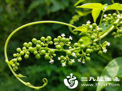 藤三七味微甘、性平,入肝、肾经。传统食疗认为它能补益肝肾,适合体质虚弱、容易疲惫、精神差的人 藤三七味微甘、性平,入肝、肾经。传统食疗认为它能补益肝肾,适合体质虚弱、容易疲惫、精神差的人