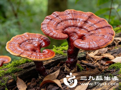 赤灵芝保肝护肝：肝脏的"小卫士"